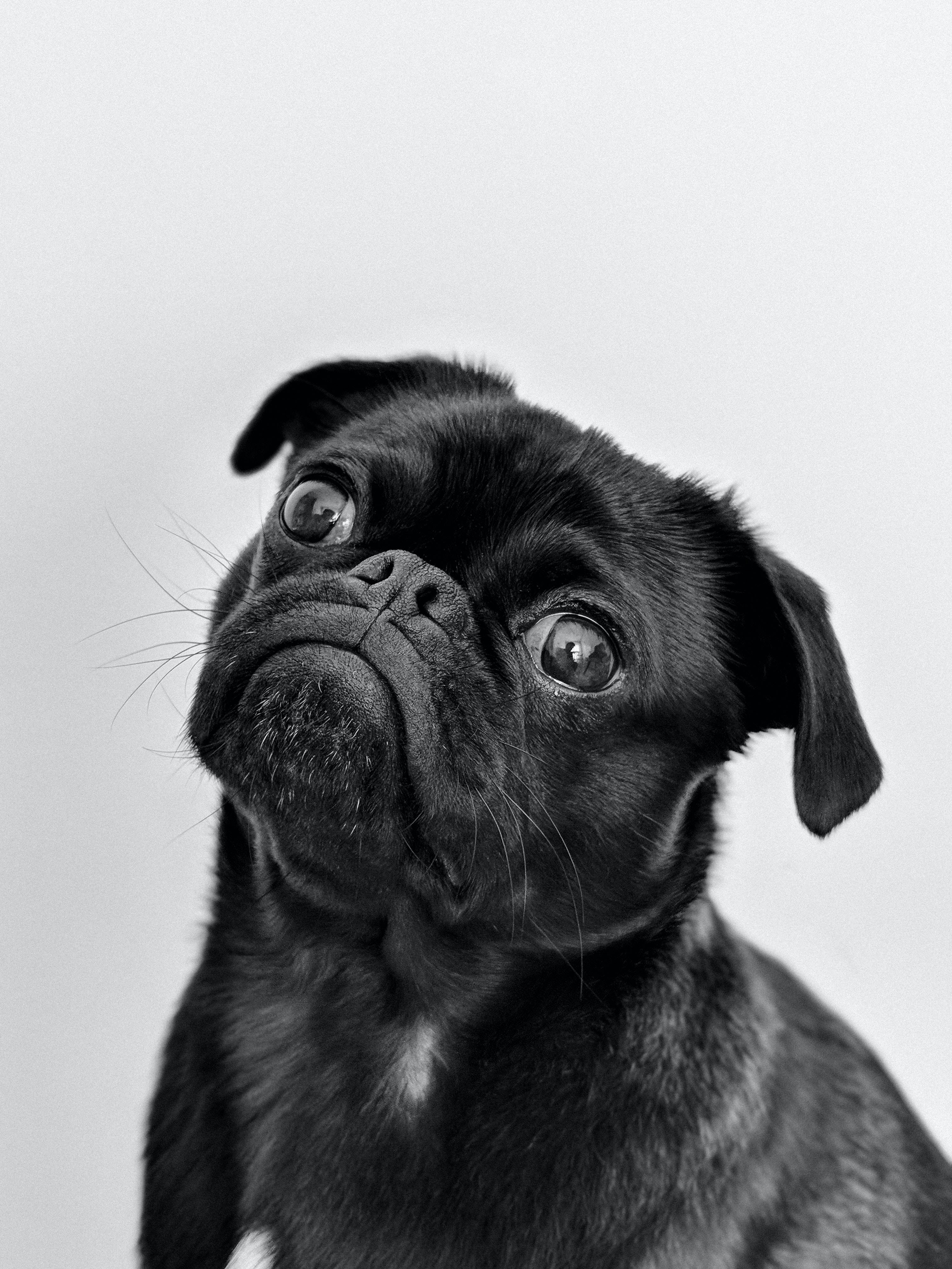 Cute Animal Black Pug Background
