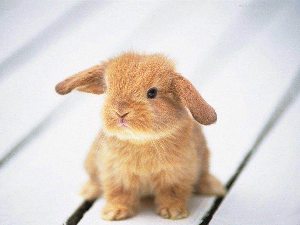 Cute Animal Brown Bunny Background