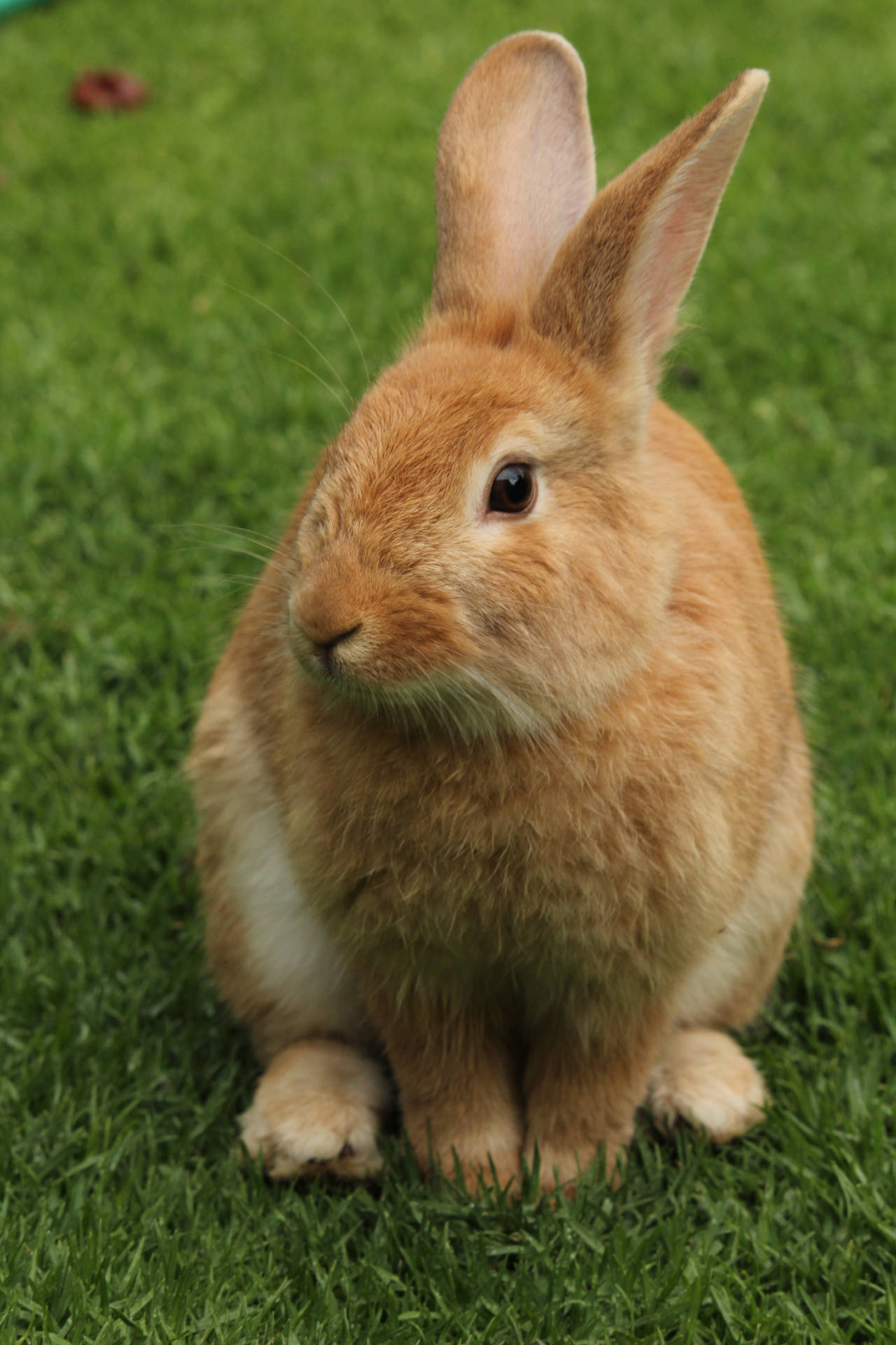 Cute Animal Brown Rabbit