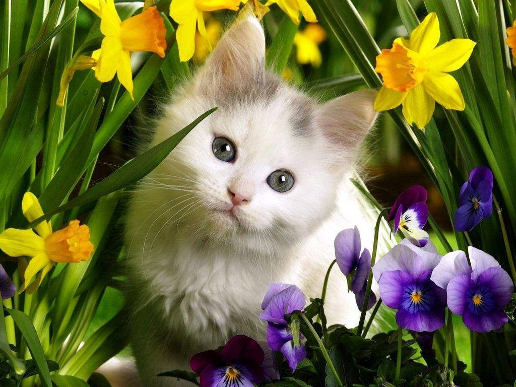 Cute Animal Cat Daffodils And Pansy Background
