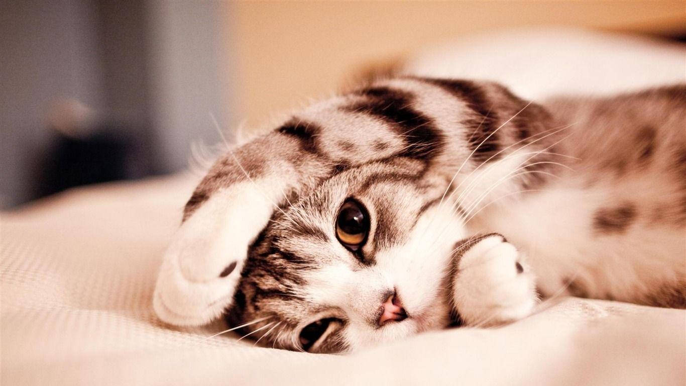 Cute Animal Cat On Bed Background