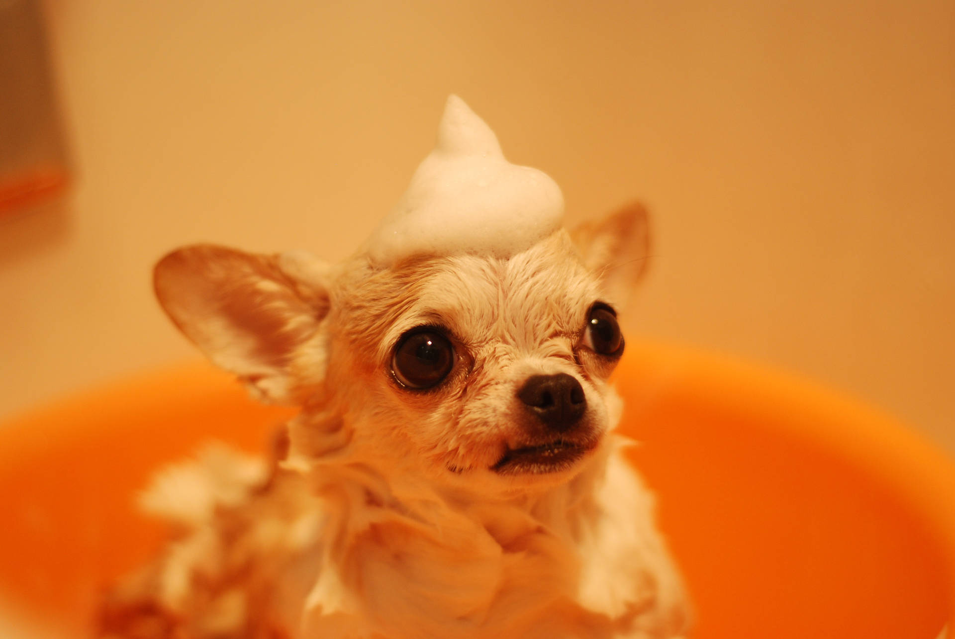 Cute Animal Chihuahua Taking A Bath Background