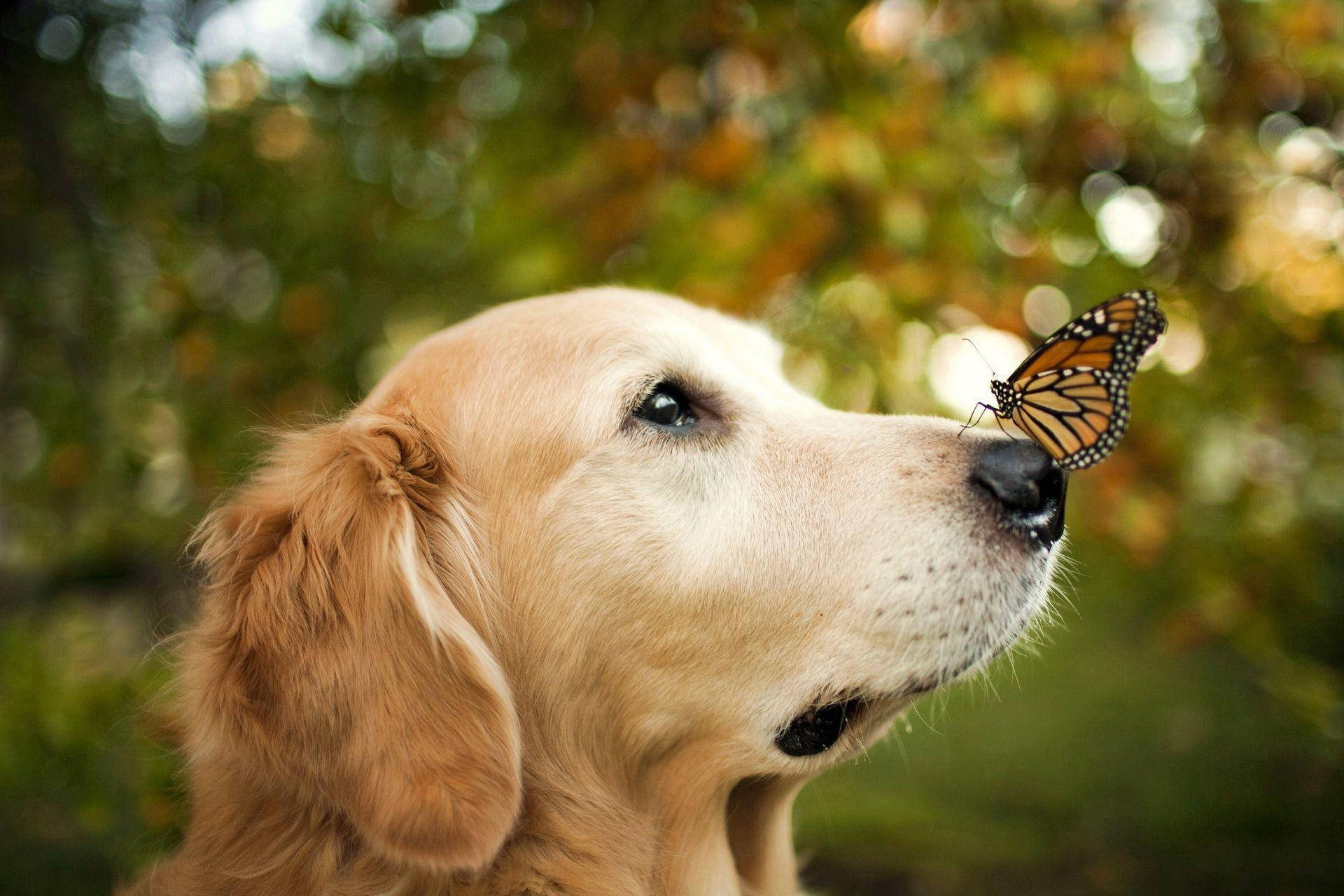 Cute Animal Dog And Butterfly Background