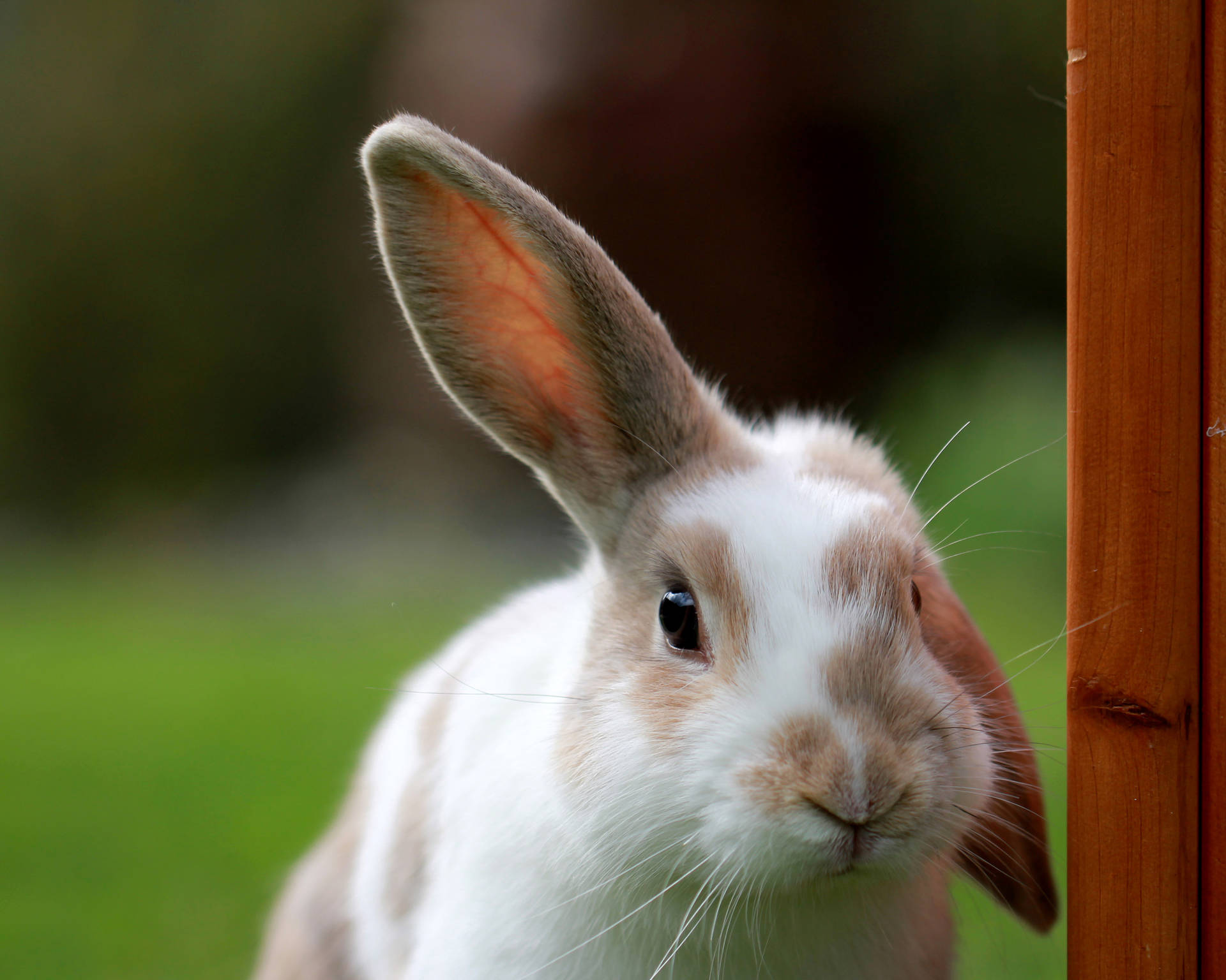 Cute Animal Domestic Rabbit Background