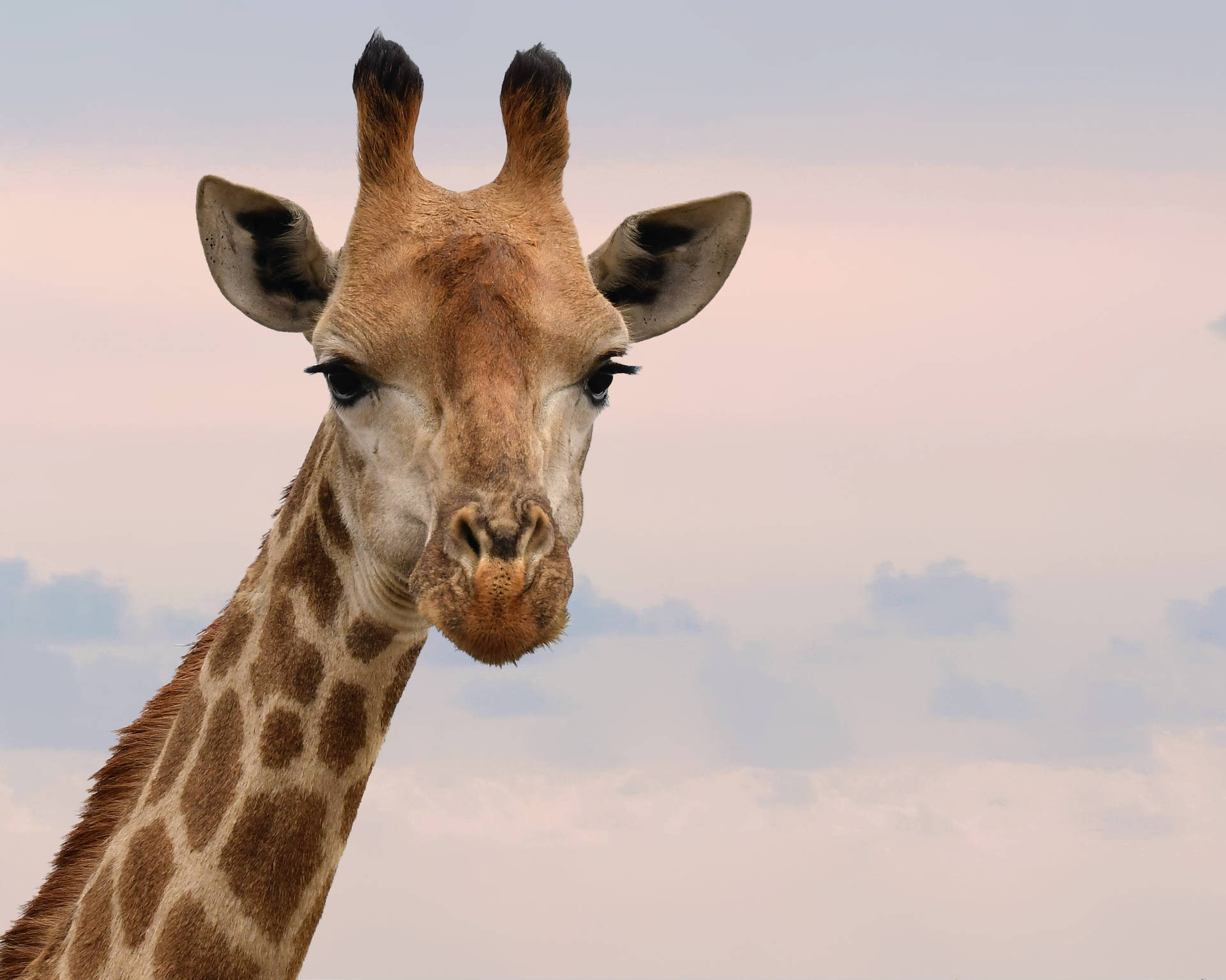 Cute Animal Giraffe Face Background