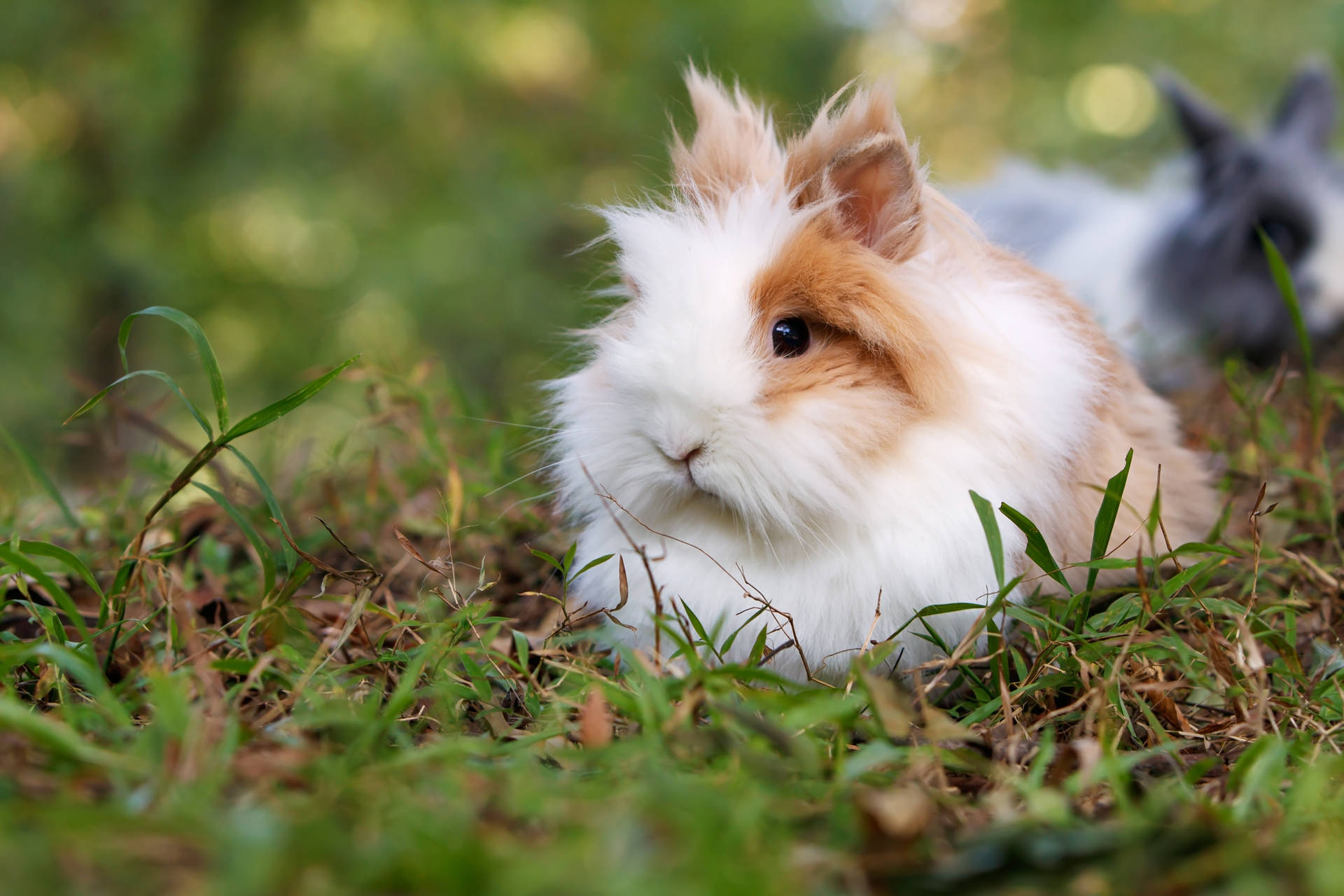 Cute Animal Lionhead Rabbit Background