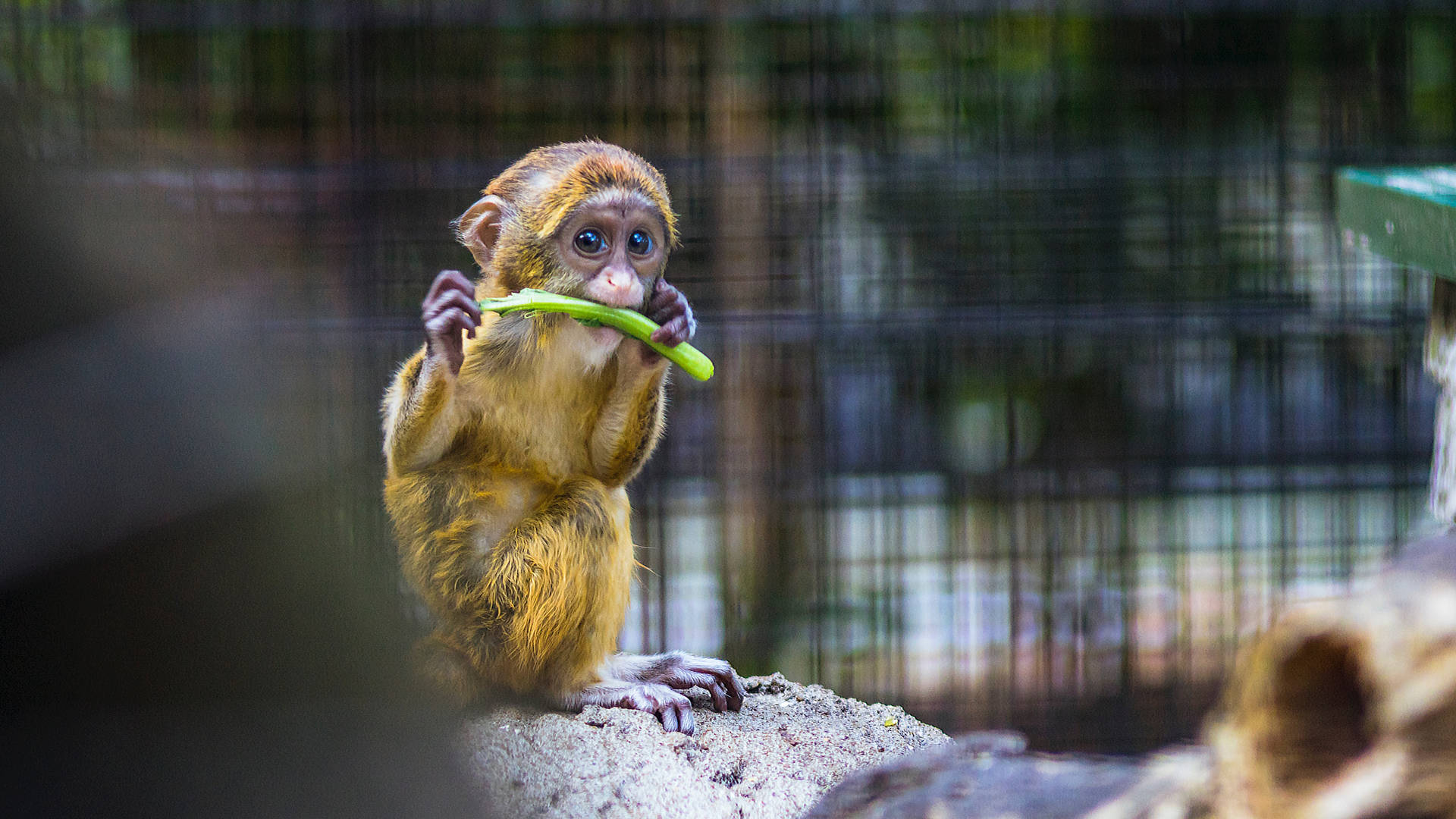 Cute Animal Monkey Infant Eating Celery Background