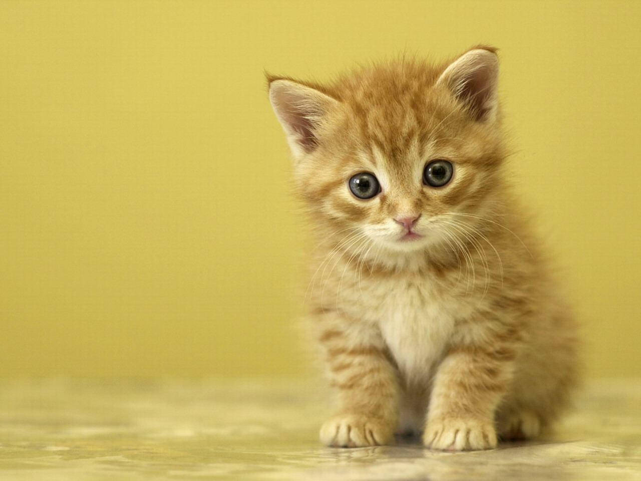 Cute Animal Munchkin Cat Background