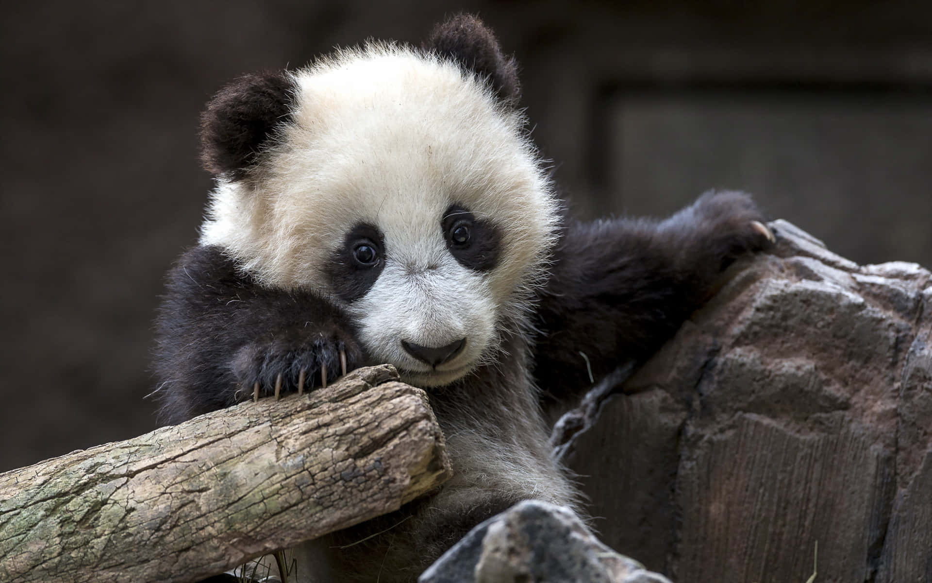 Cute Animal Panda Laptop