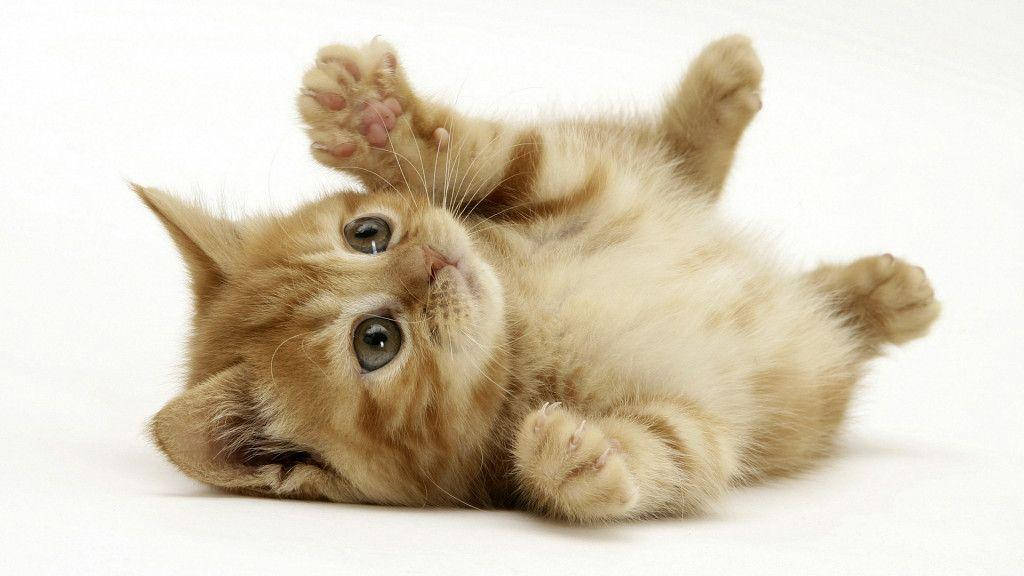 Cute Animal Playful Cat Background