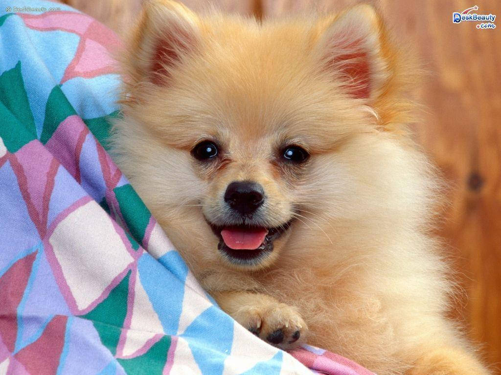 Cute Animal Pomeranian Dog Background