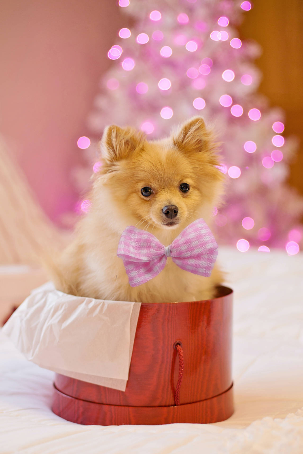 Cute Animal Pomeranian With Pink Ribbon Background