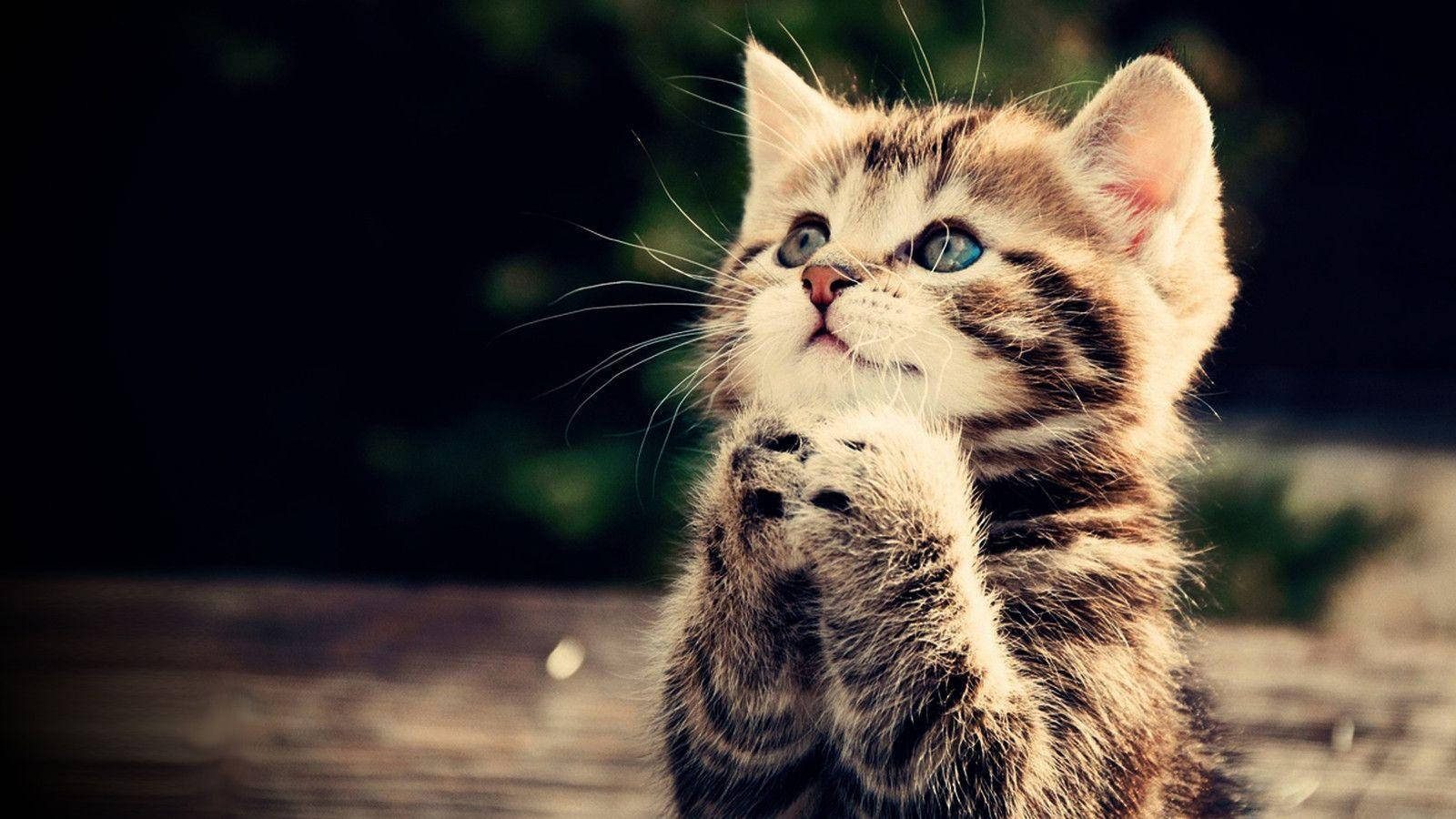 Cute Animal Praying Tabby Cat Background