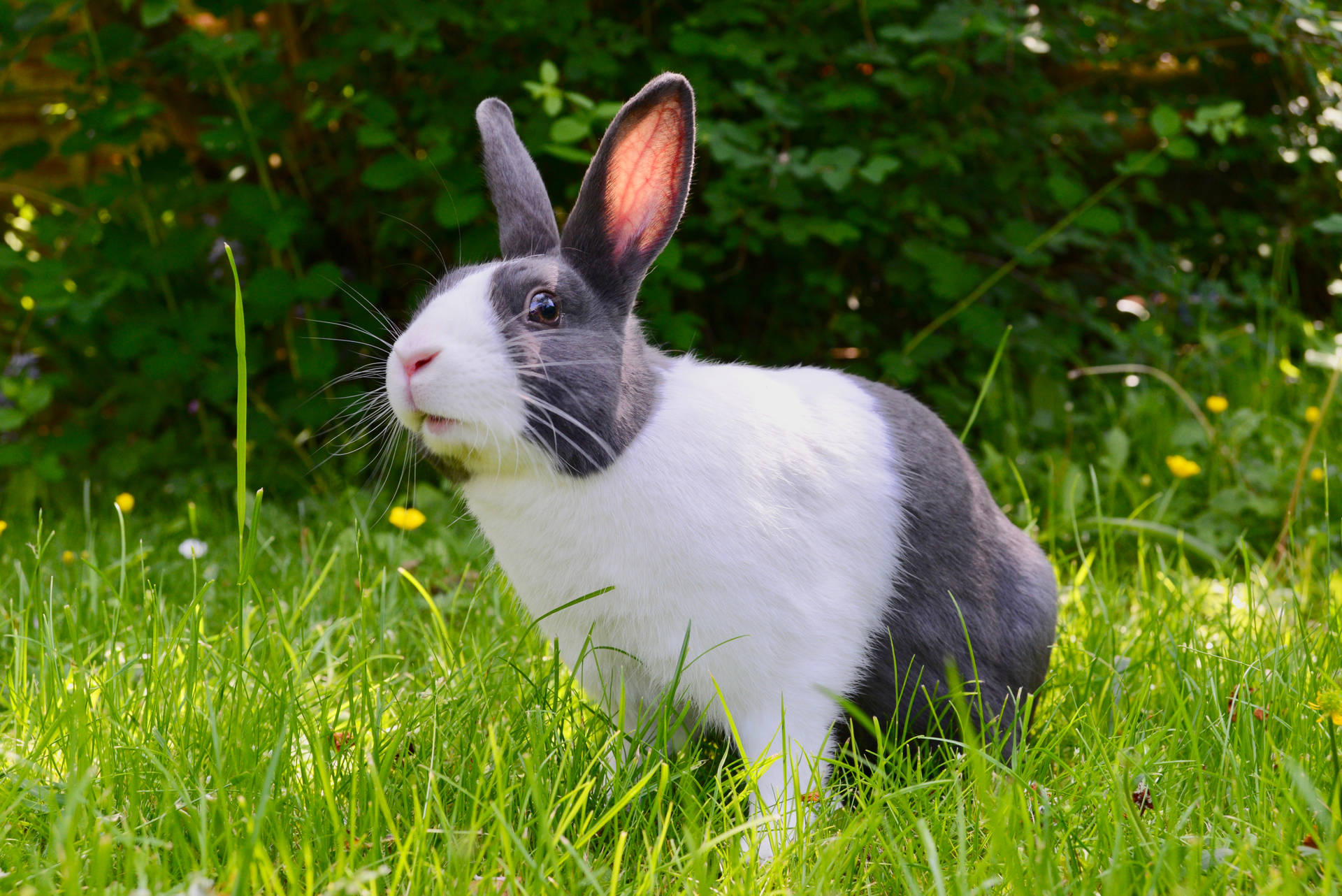 Cute Animal Rabbit In Garden Background