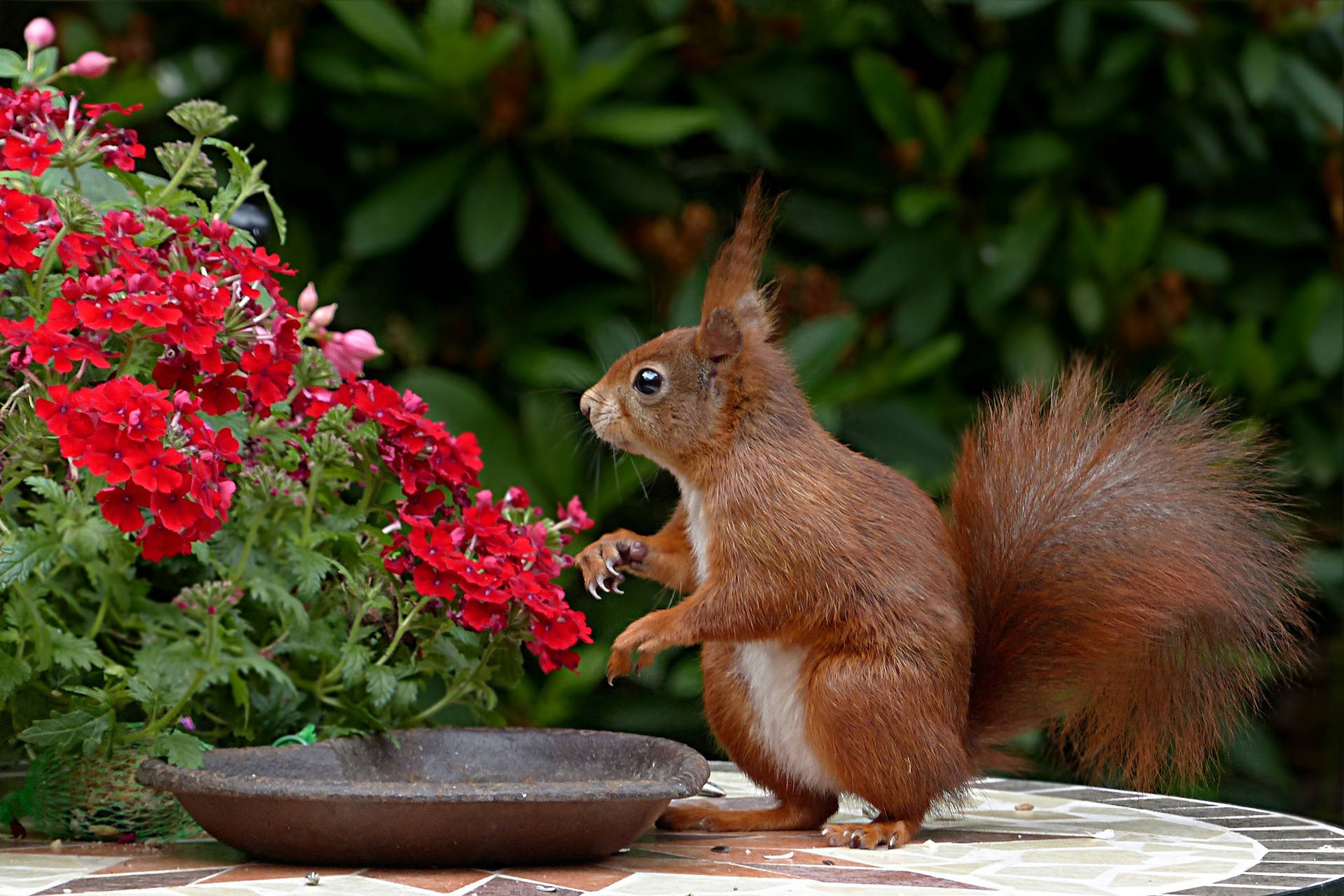 Cute Animal Red Squirrel Background