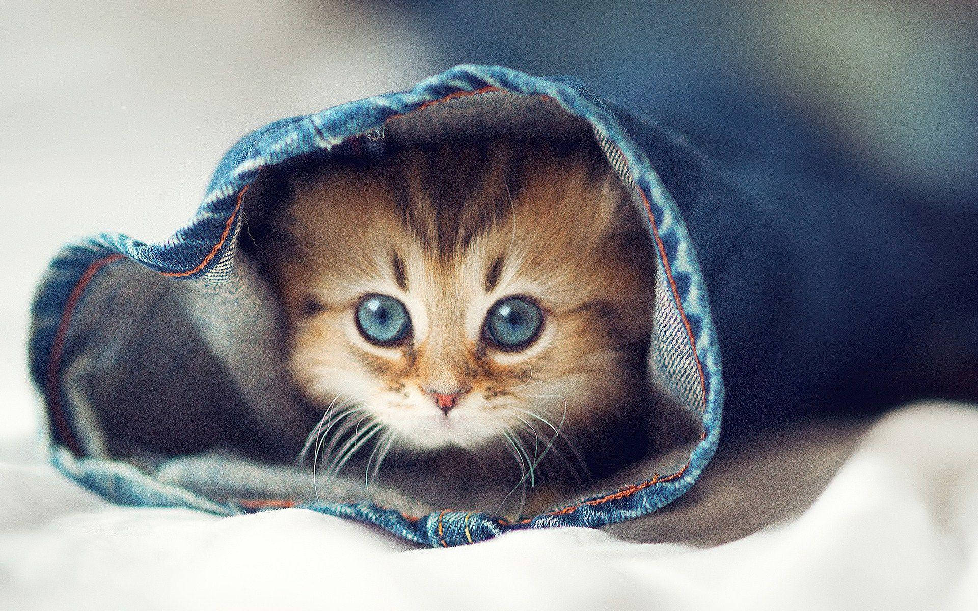 Cute Animal Scottish Fold Cat Background