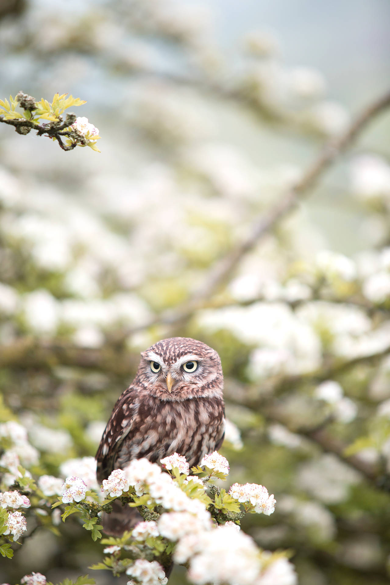 Cute Animal Spring Owl Background
