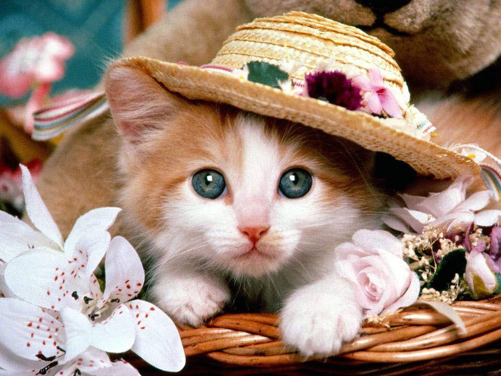Cute Animal Stylish Cat Background