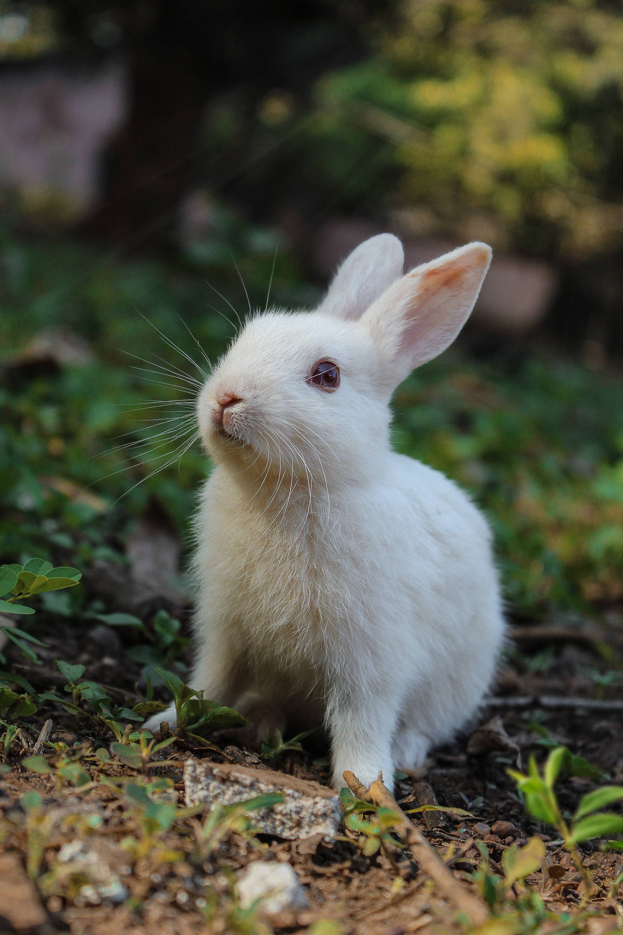Cute Animal White Bunny Background