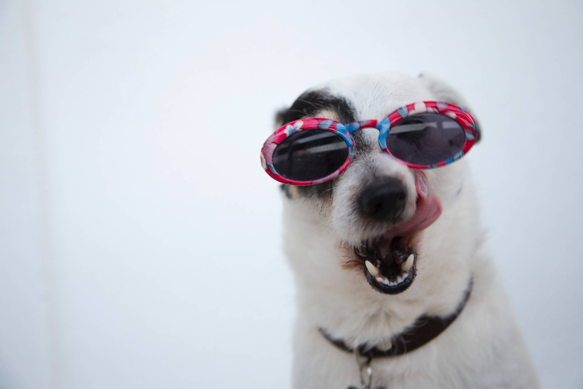 Cute Animal White Dog With Sunglasses