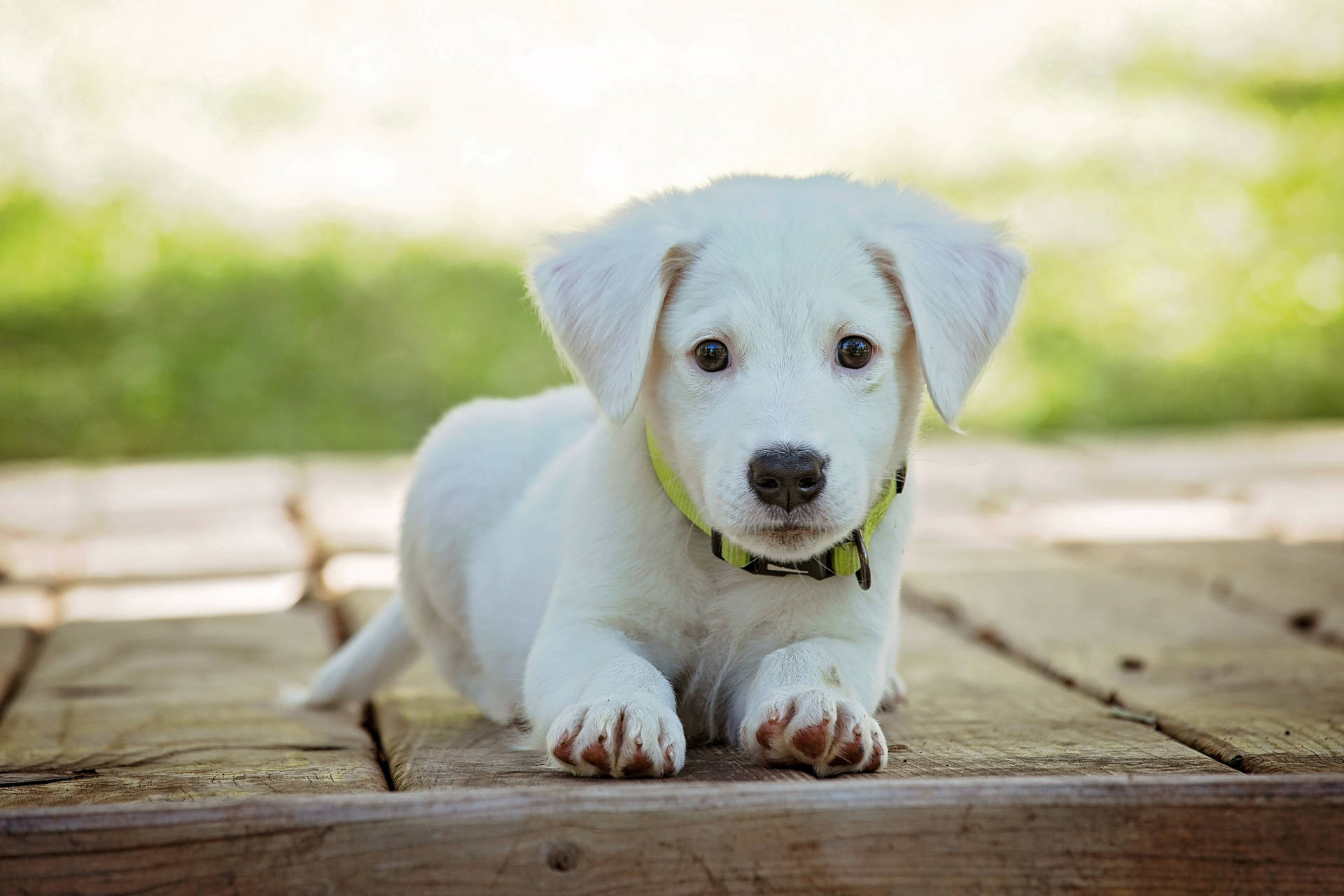 Cute Animal White Puppy Background