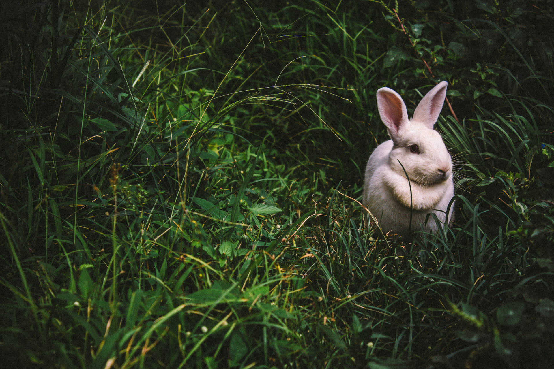 Cute Animal White Rabbit Background