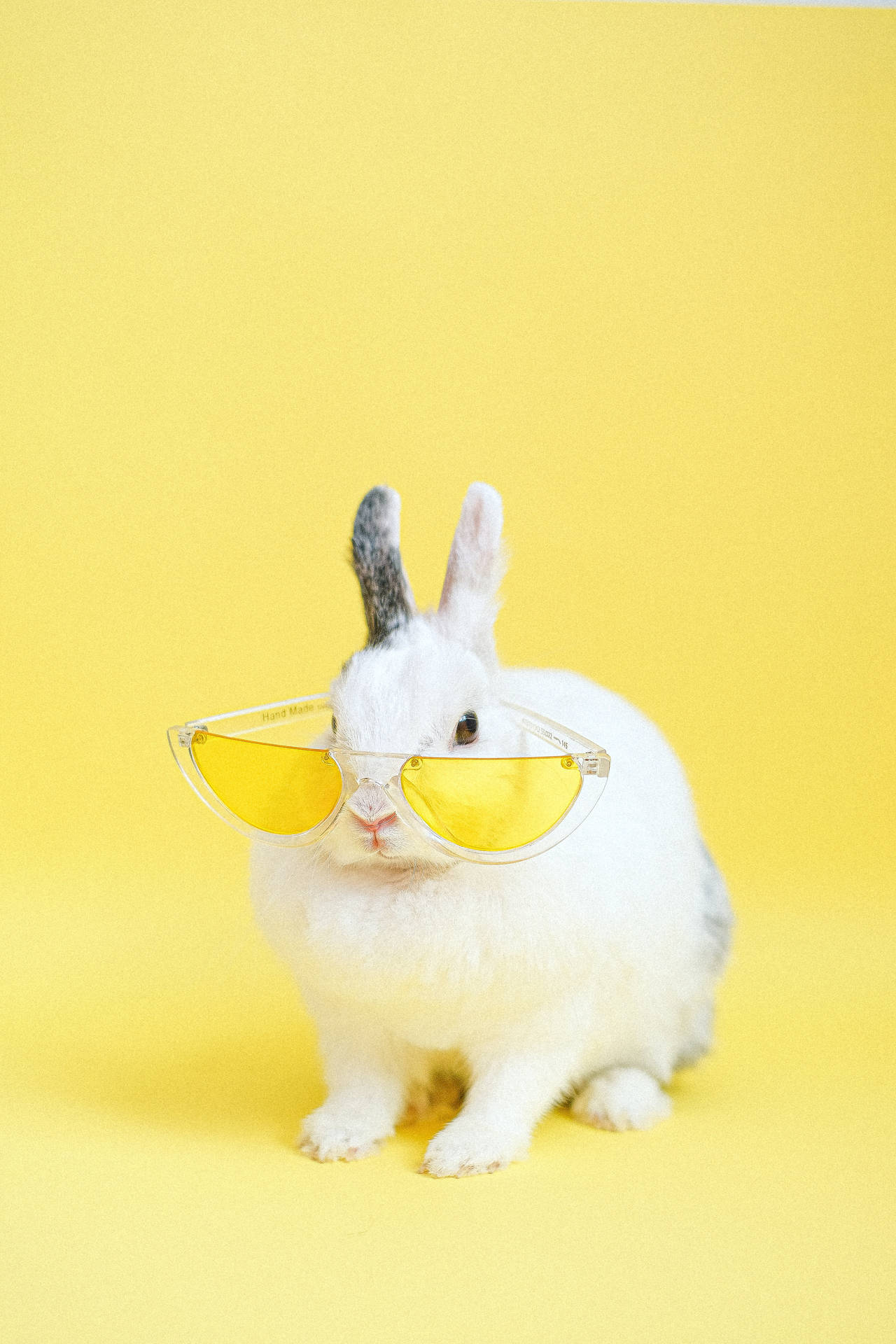 Cute Animal White Rabbit With Yellow Sunglasses Background