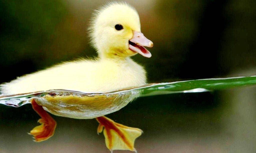 Cute Animal Yellow Duckling Background