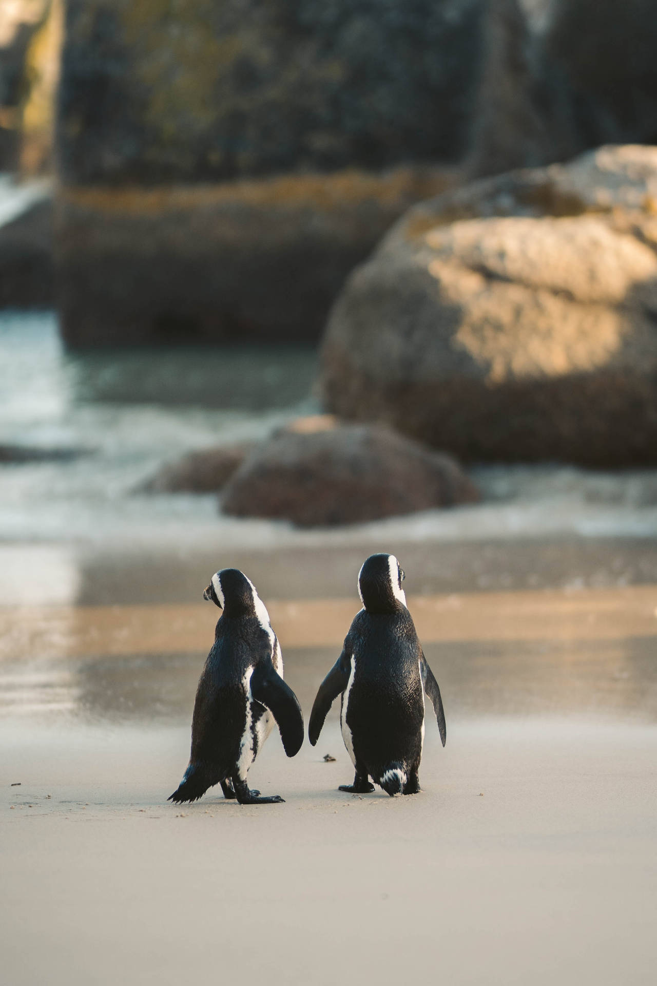 Cute Animals African Penguins Background