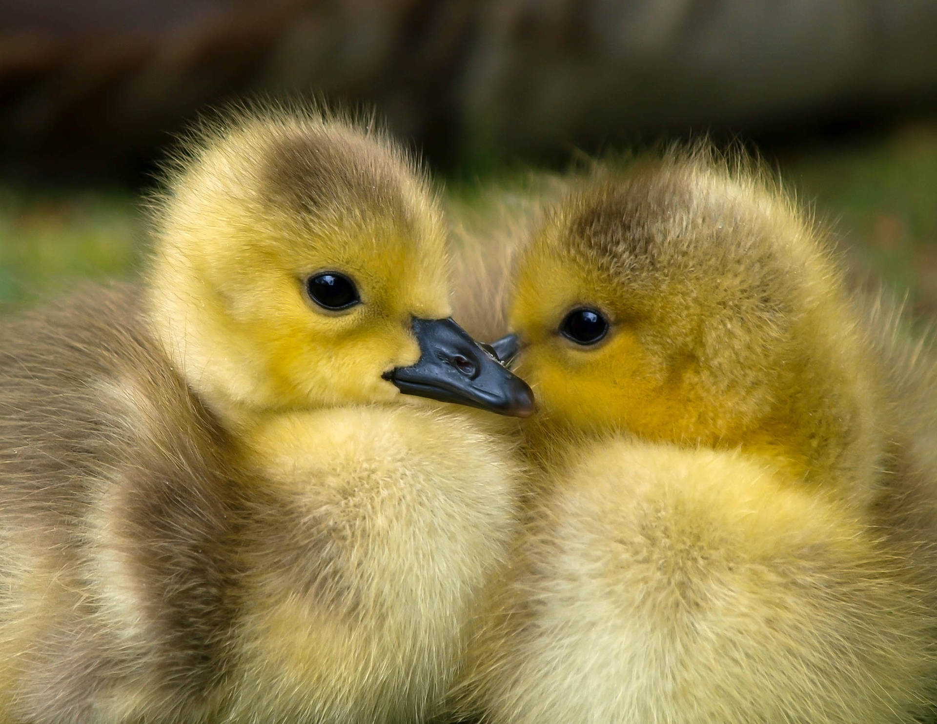 Cute Animals Ducklings Background