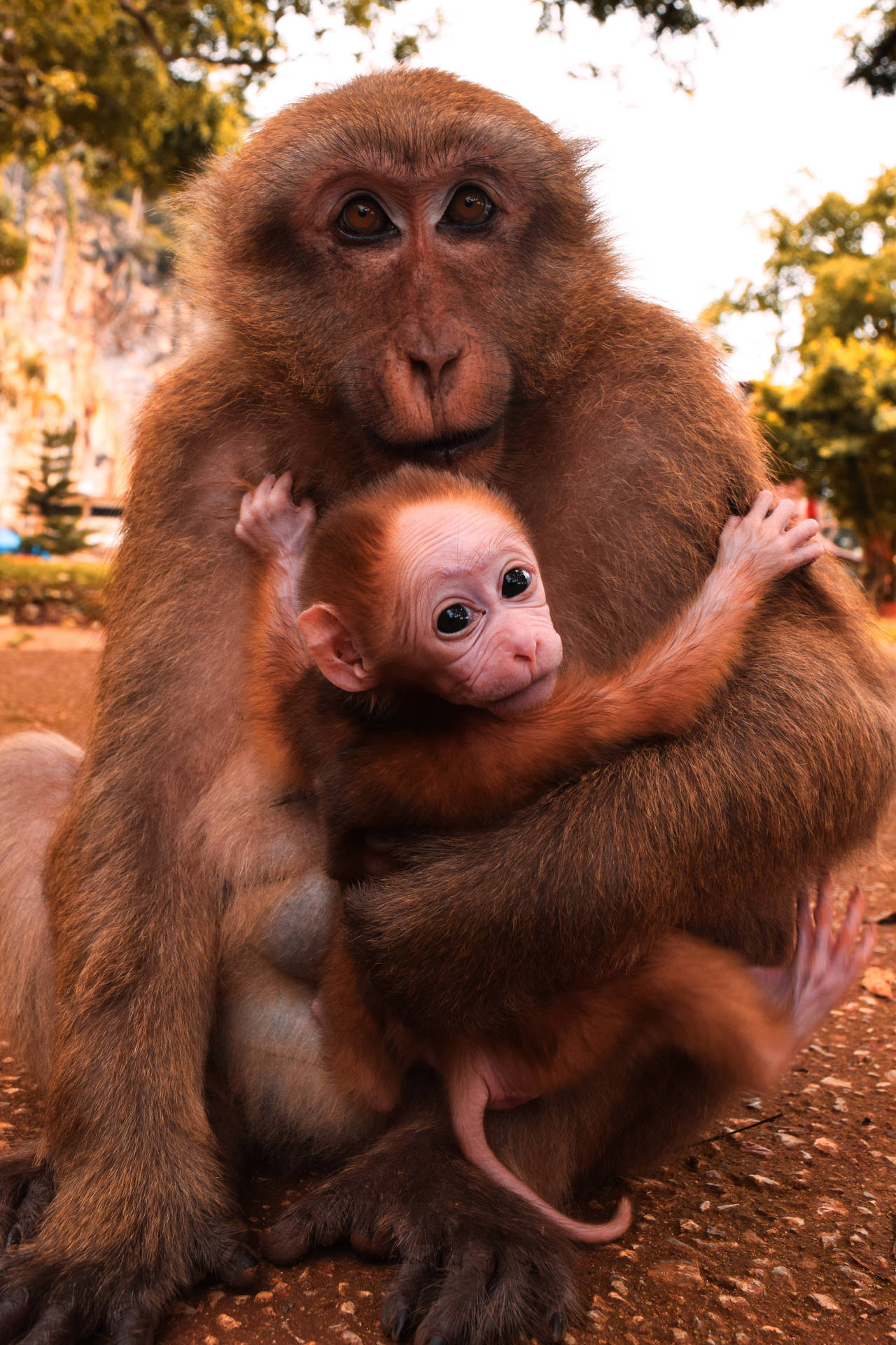 Cute Animals Monkey Carrying Her Infant Background
