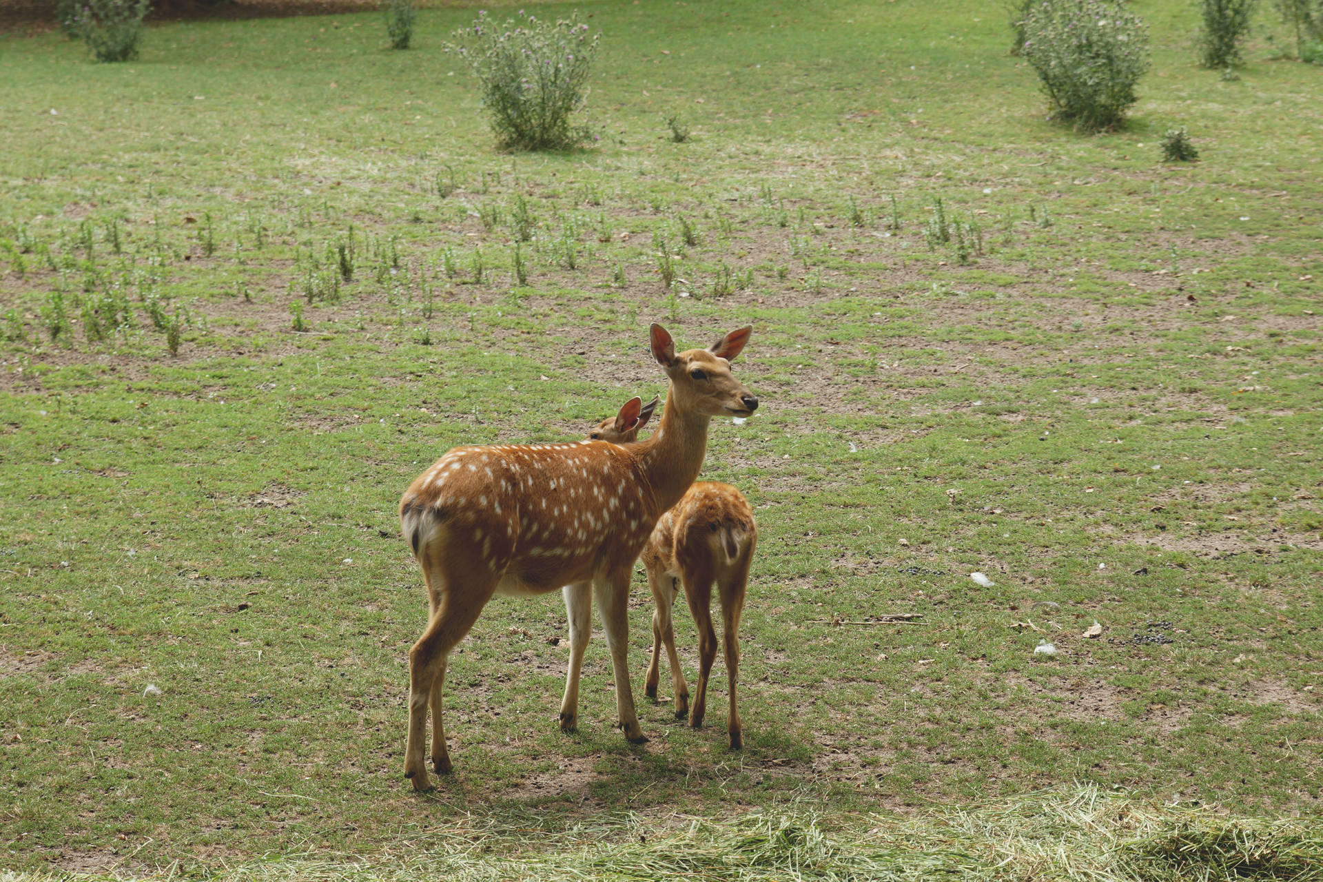 Cute Animals Mother And Daughter Deer