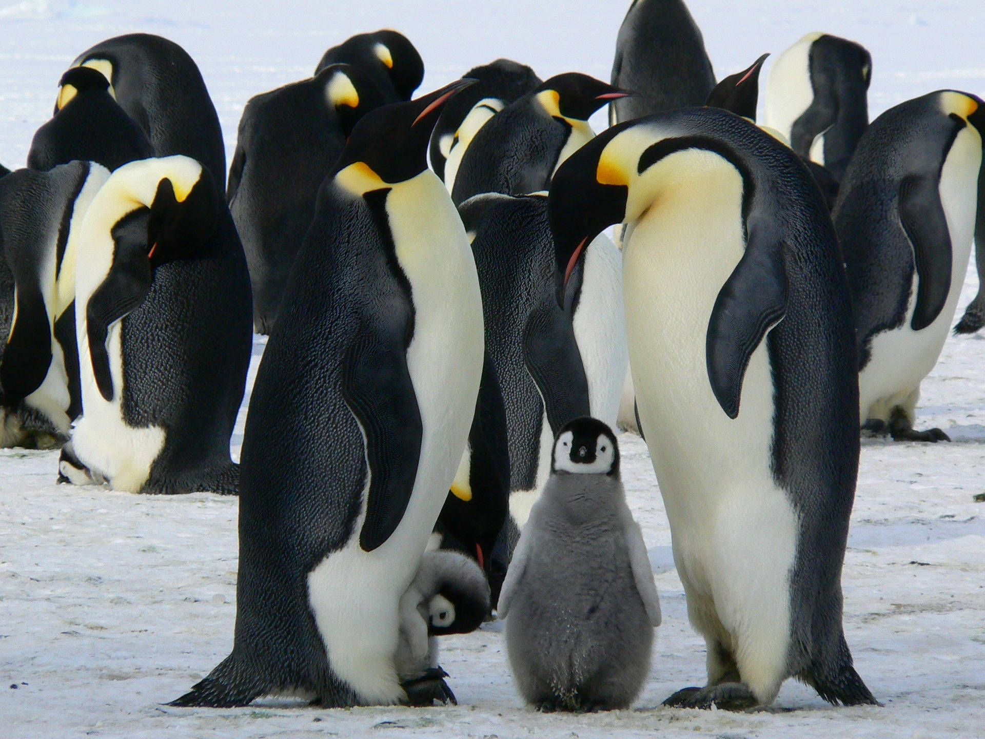 Cute Animals Waddle Of Penguins Background