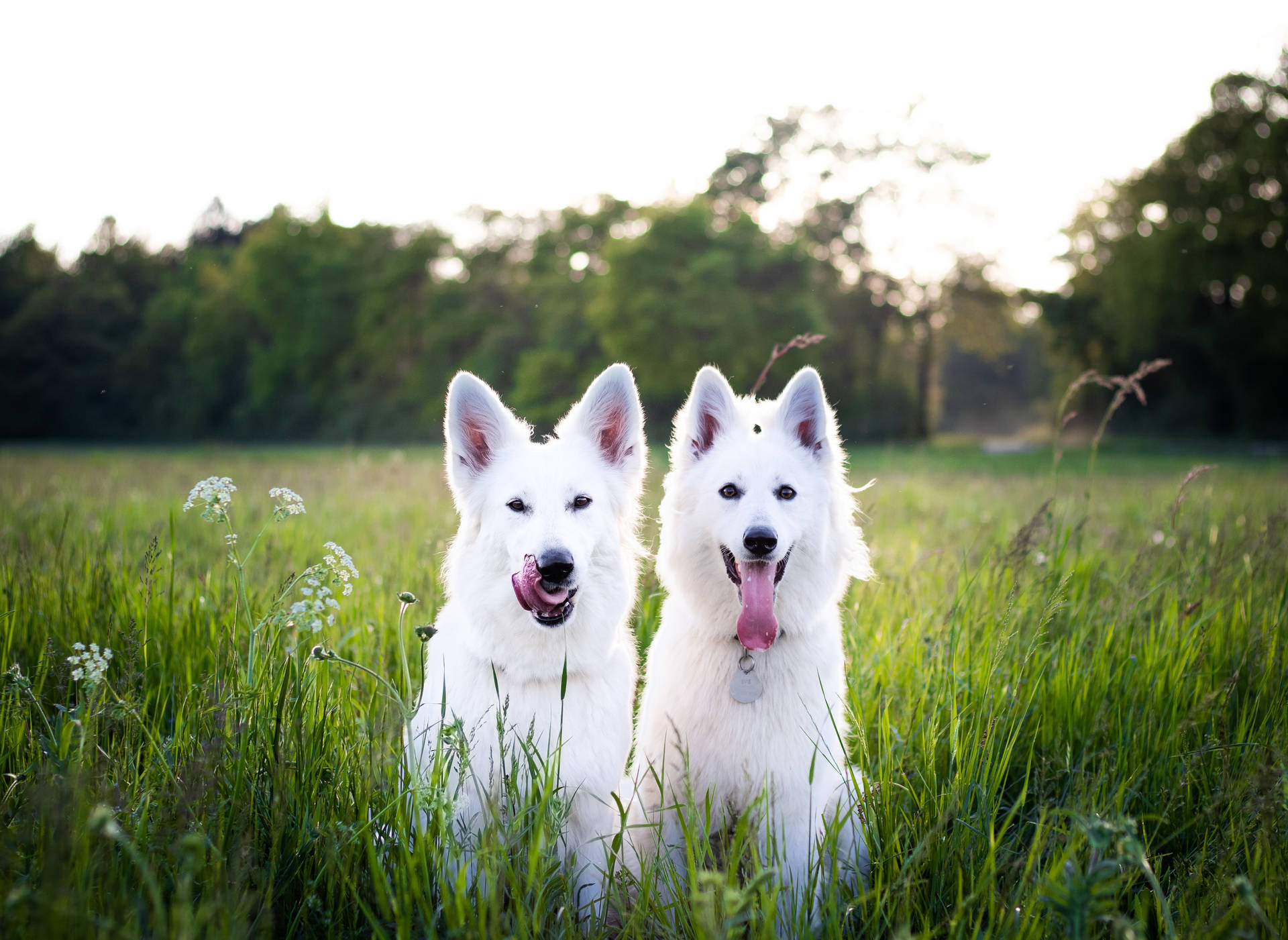 Cute Animals White Swiss Shepherd Dogs