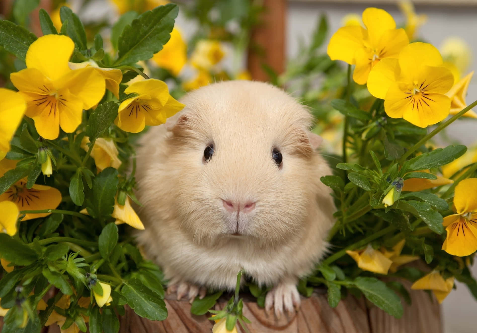 Cute As A Button - This Little Hamster Is Ready For A Walk Background