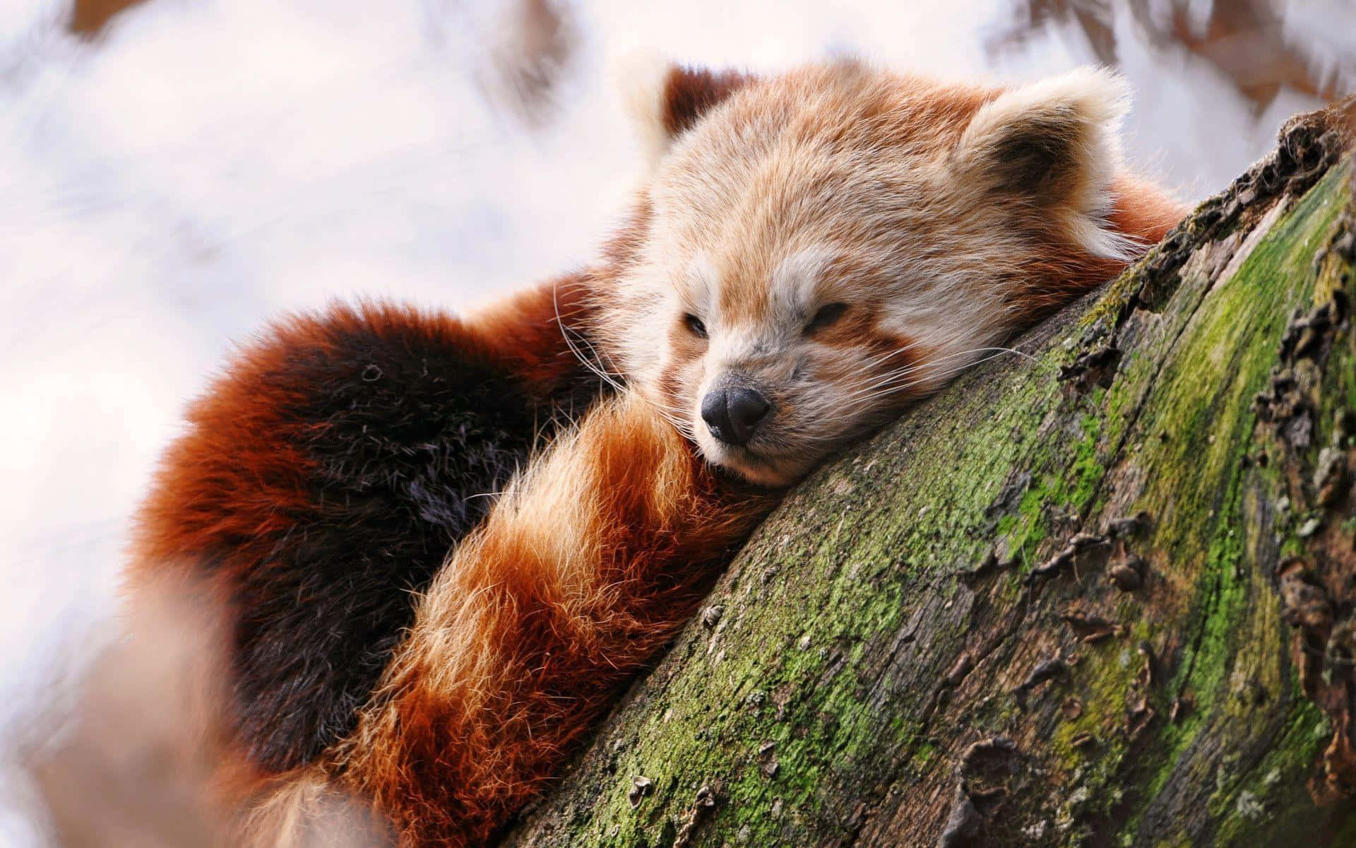 Cute Asleep Red Panda Laptop Background