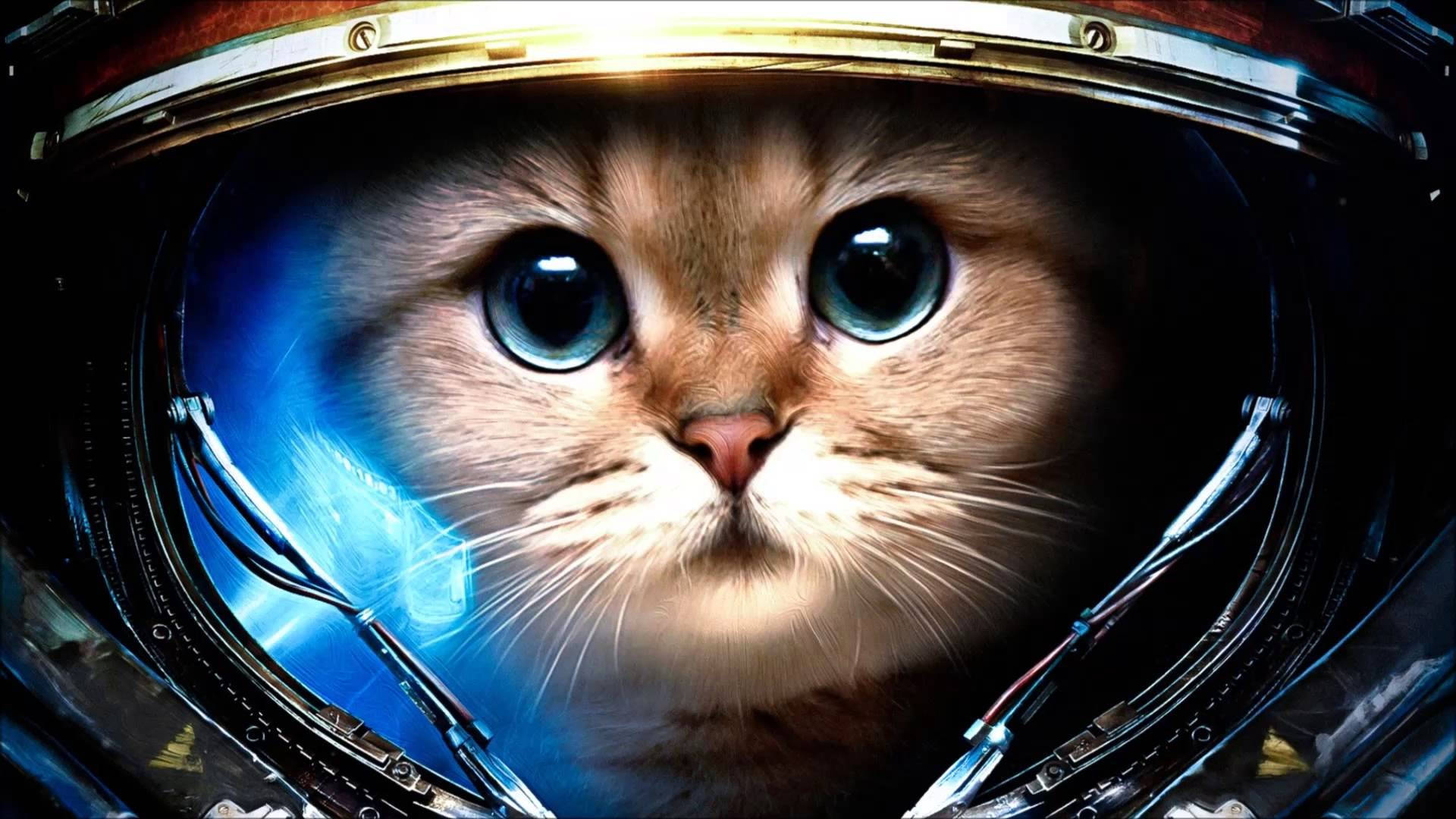 Cute Astronaut Cat Computer Background