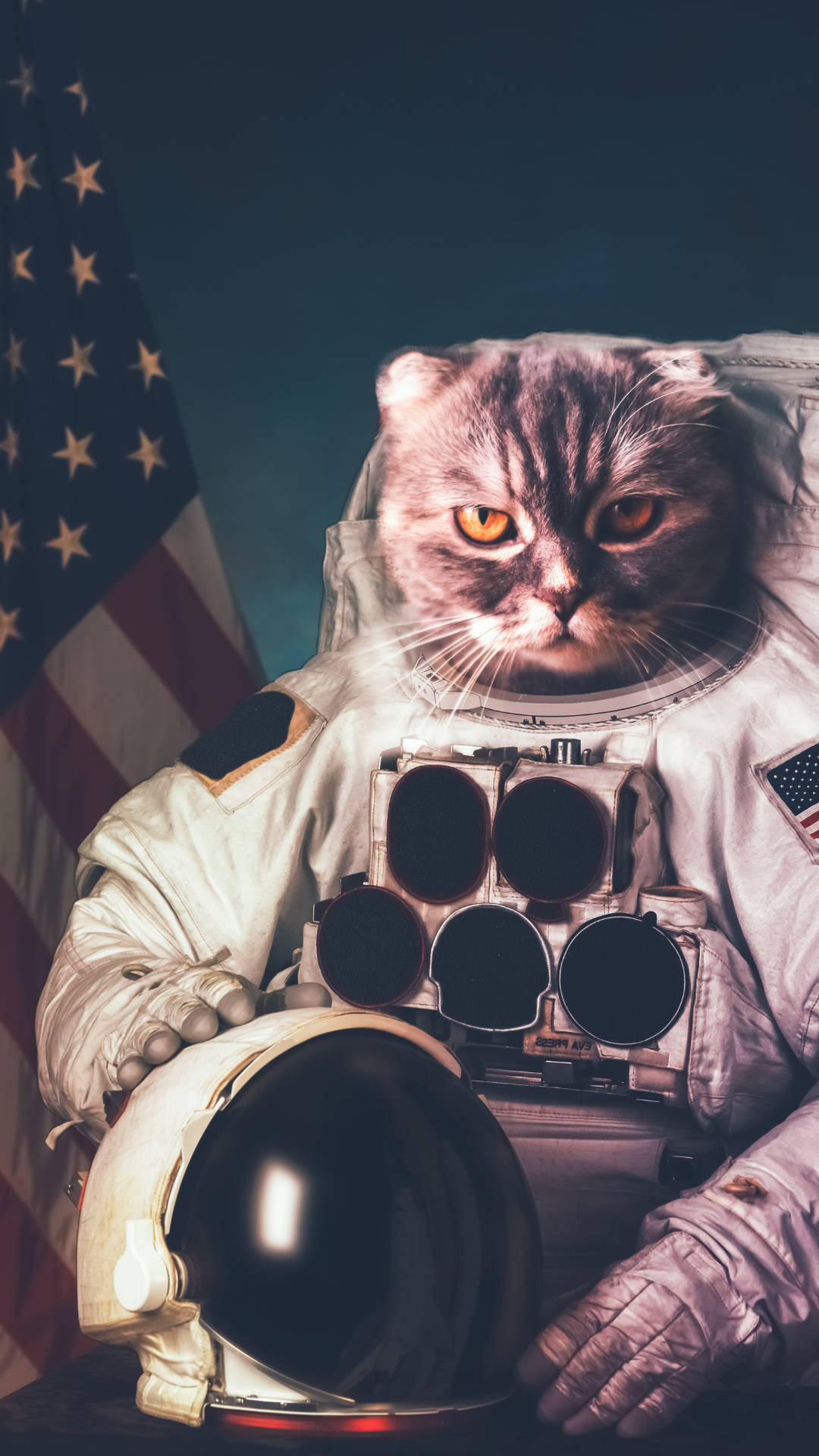 Cute Astronaut Cat Creative Photography