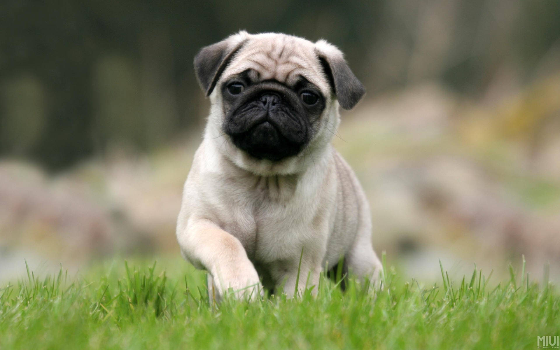 Cute Attractive Puppy On Grass Background
