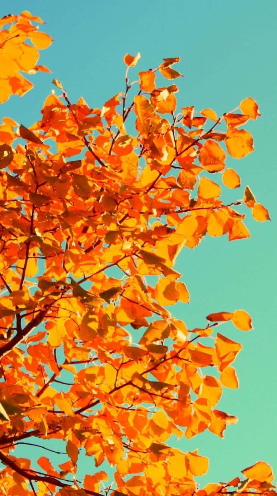 Cute Autumn Iphone Leaves And Sky Background