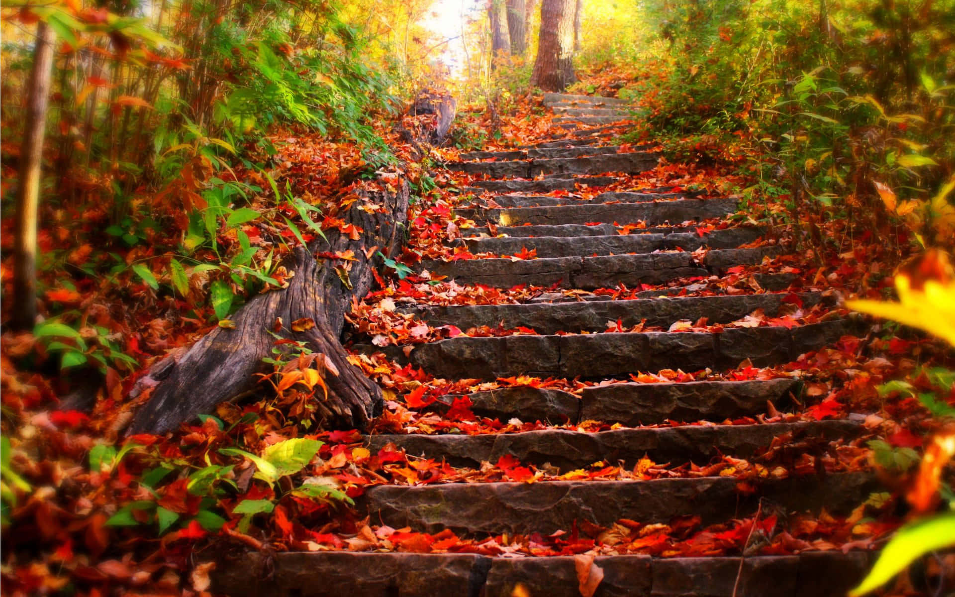 Cute Autumn Outdoor Concrete Staircase Background