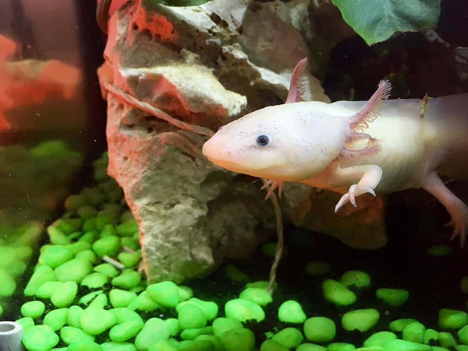 Cute Axolotl Baby In An Aquarium Background