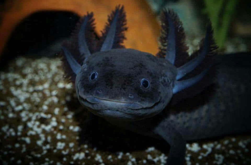 Cute Axolotl Color Black Close Up Shot Background