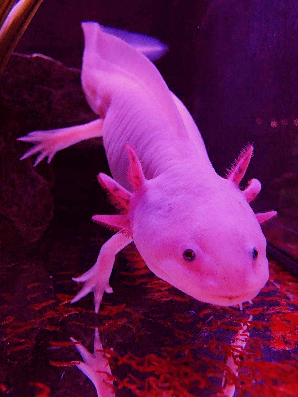 Cute Axolotl Eating Worms Inside An Aquarium Background