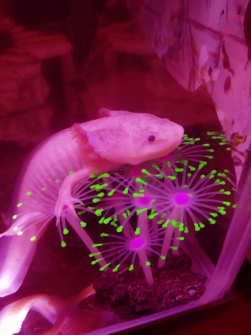 Cute Axolotl In An Aquarium With Bioluminescent Display Background