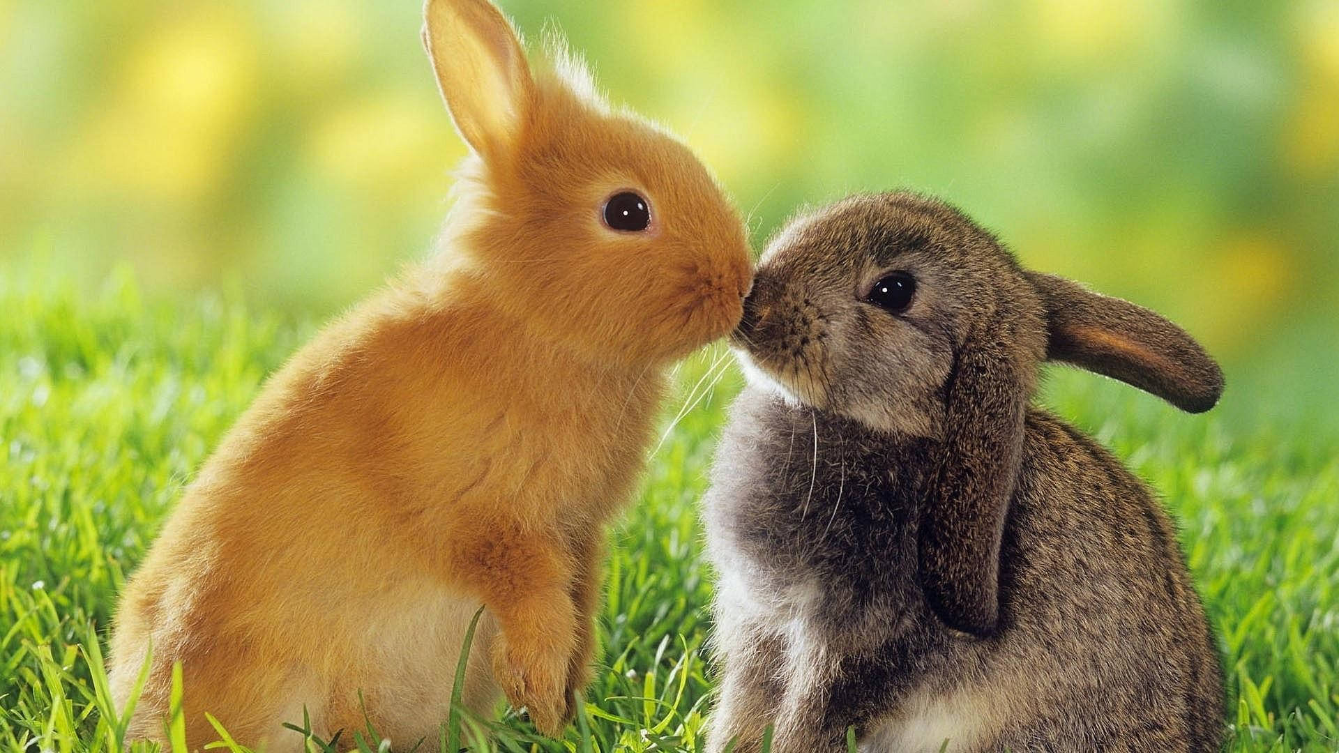 Cute Baby Bunnies Kissing