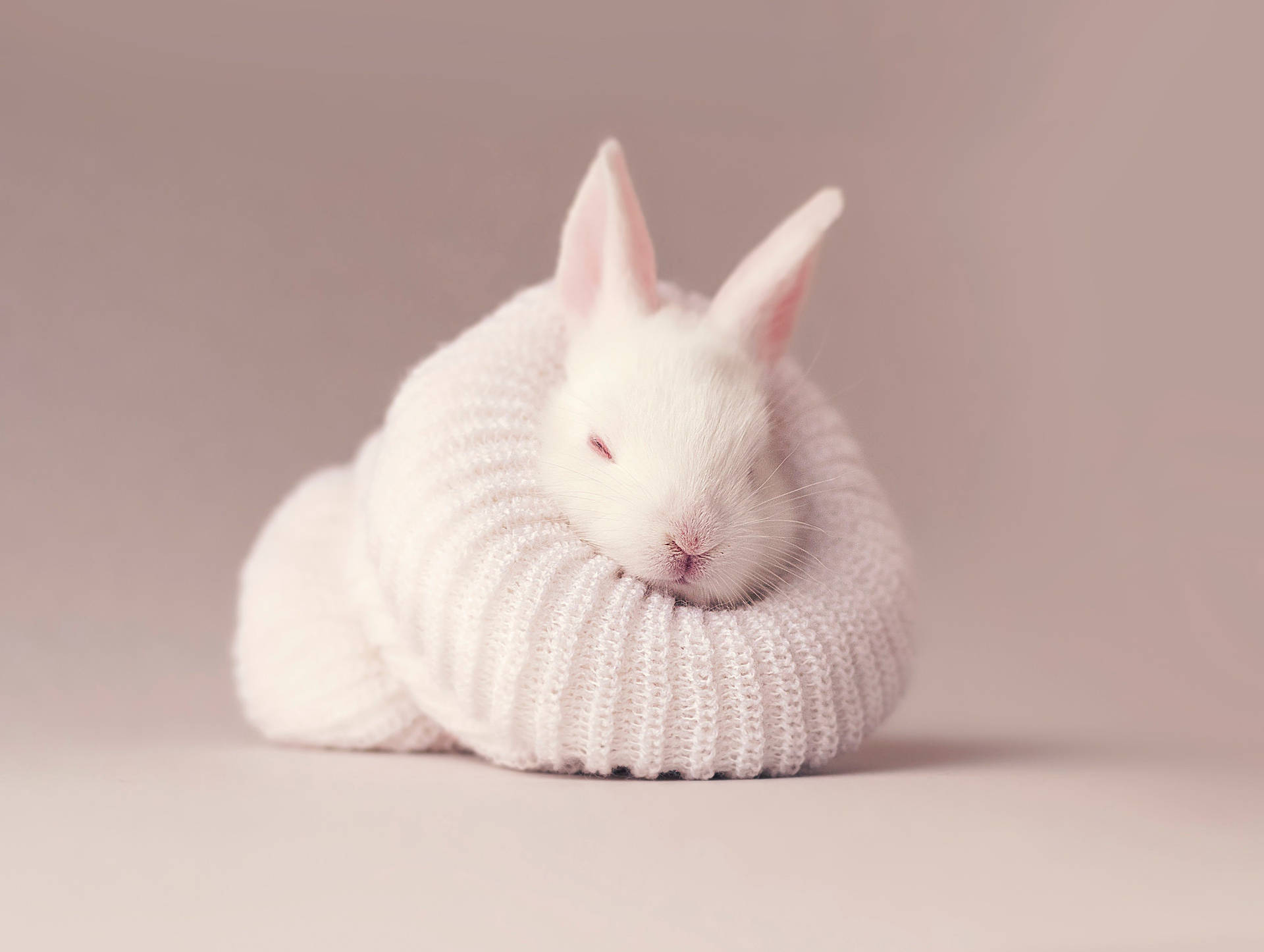 Cute Baby Bunny Background