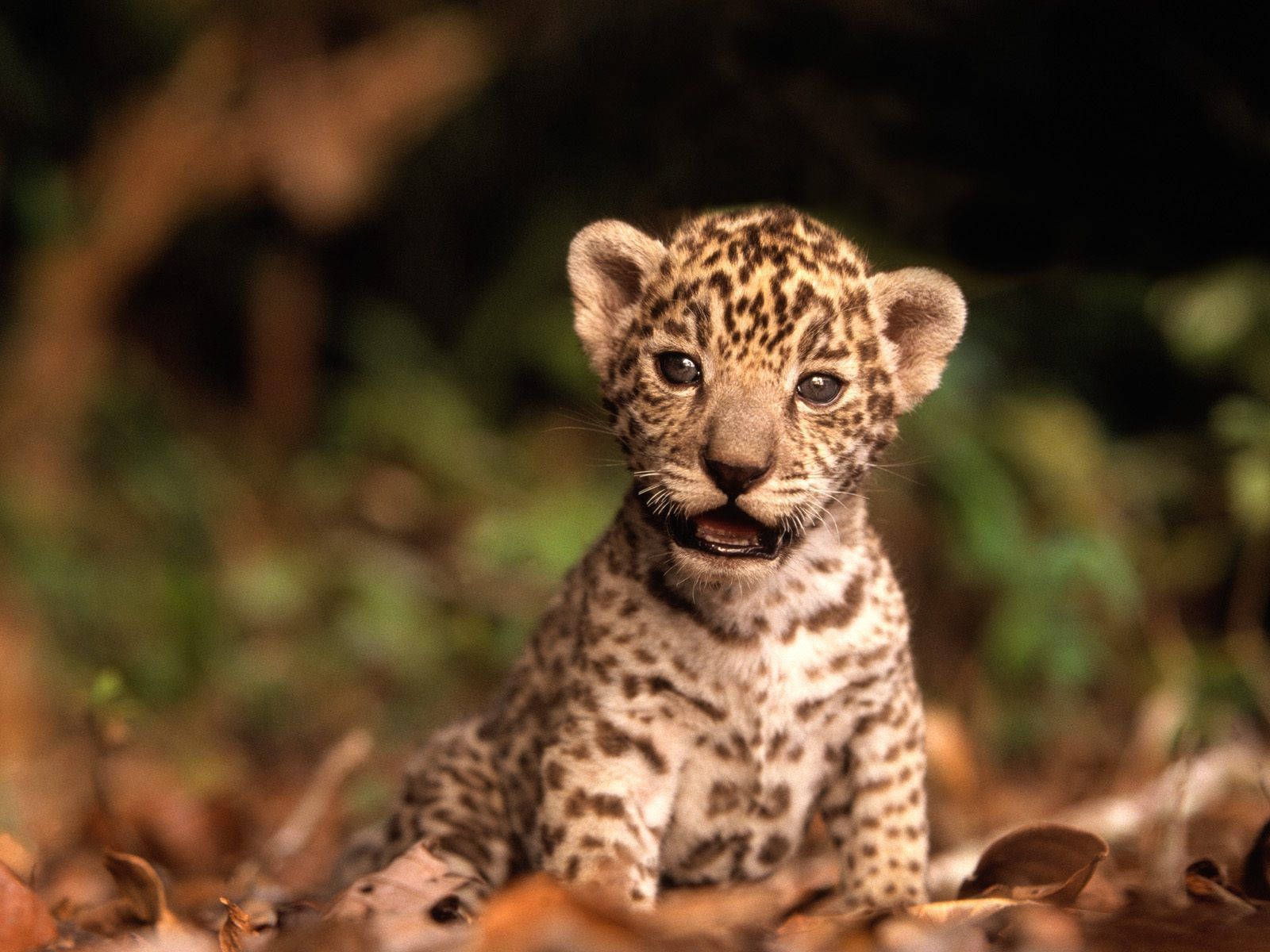 Cute Baby Cheetah Background