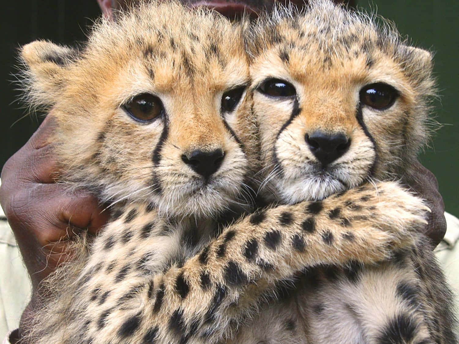 Cute Baby Cheetah Cub Looking Curiously Into The Camera Background
