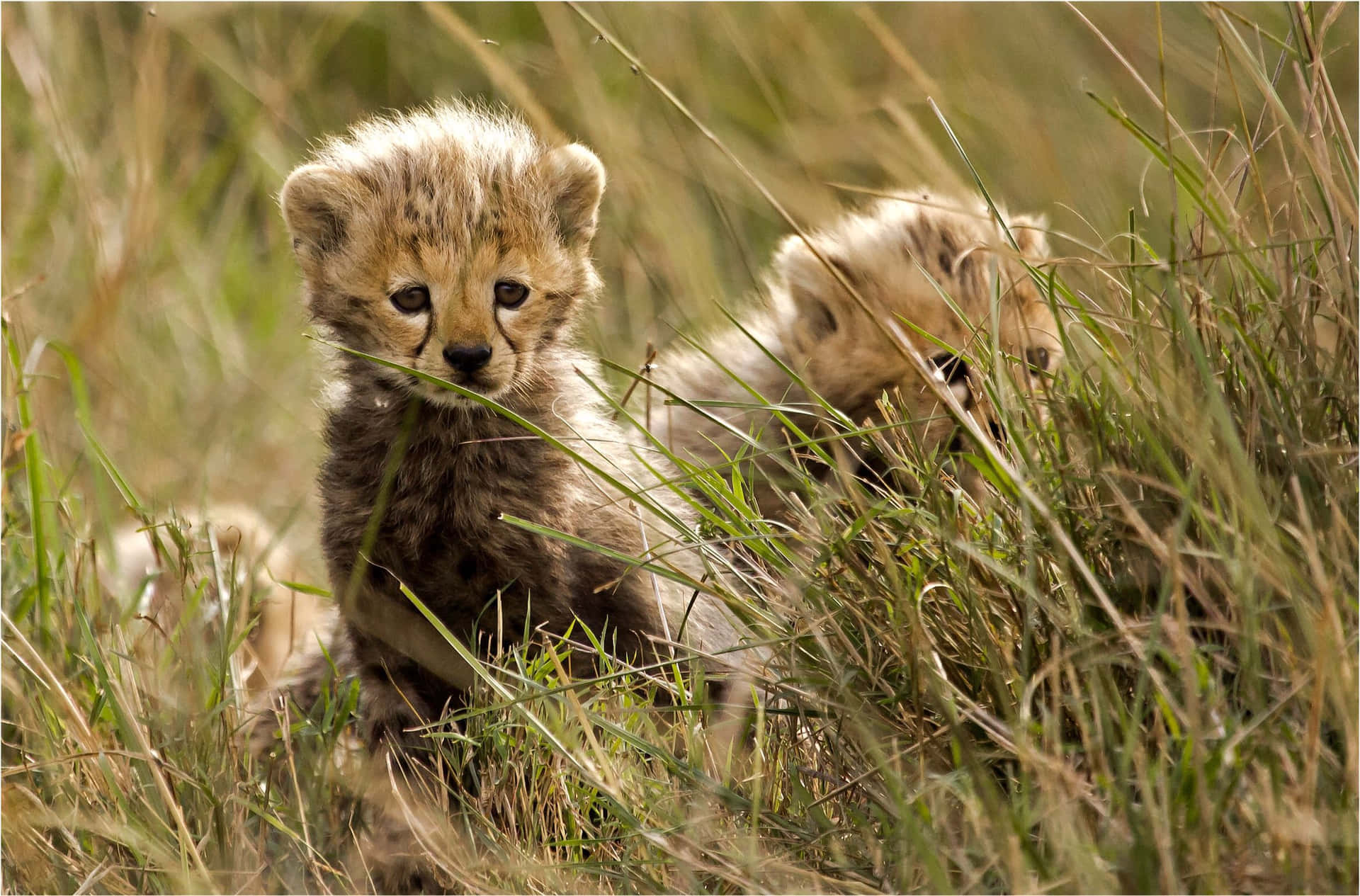 Cute Baby Cheetah On Grassland Background